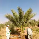نخل مثمر للبيع اخلاص سكري صقعي هلالي مجدول غر حلوه روثان سلج