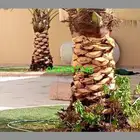 تكريب النخيل