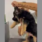 متاح اقوي ذكر و انثي شو لاين (بيديجري)