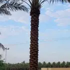 نخل عربي وهلالي