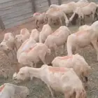 ضان للبيع