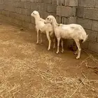 نعجه بلدي