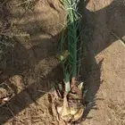 نحن نقوم بقلع وغرس الفروخ والنقيل