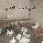 حمام تركي 9 حبات و حمام هندي 12زوج والذكور والاناثي على الله