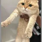 (( قط ذكر سكوتش فولد للتزاوج ))