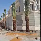 توريد وغرس النخيل