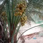 نقوم بقلع وغرس جميع انواع النخيل عربي وشنطن
