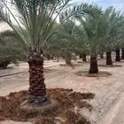 نخل اللبيع في مكه