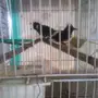 بلابل 