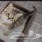 رمل قطط