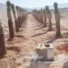 يوجد لدينا اجمع انواع النخل بجميع انواعهم مقاسات المختلفه