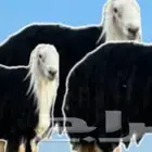تيوس طليان رخال معزا ضأن غنم