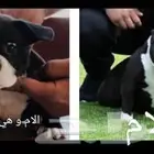 اجراو امريكان بولي اكزوتيك دم امريكي