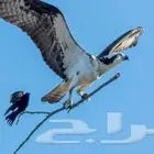 أعمال الحفرمقابل المواد مجان والترحيل ناتج الحفرمجان اي كميه