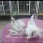 للعرض طبة رقاص هندي 