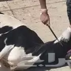 جزار محترف أبحث عن عمل