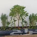 زراعه الورد الطبيعى والتيل الطبيعى