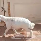 خروف حري فل ظهر وطرف