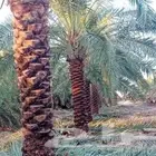 مزارع