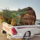 نخل نخيل للبيع تركيب شبك شبوك