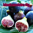 شتلات نوادر التين