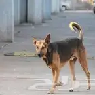 مطلوب كلب للحراسه