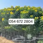 يوجد جميع انواع الاشجار والنباتات يوجد