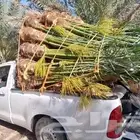 نخل مثمرطالع الجنوب إخلاص صقعي مجدول سكري