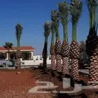 نخل نخيل للبيع توريد قلع غرس