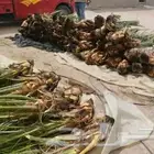 نخيل مثمر للبيع فسائل نقايل نخيل واشنطني