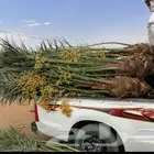 يوجد لدينا نخيل  مثمرعلا جميع المقاسات