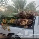 القصيم
