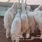 ذبايح طيبه