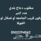 مطلوب دجاج