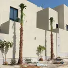 نخل واشنطن زينه ابومروحه جميع انواع المقاسات