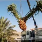 نقوم بتوريد أنخيل وغرسه توريد وتركيب شامل بمجمع انواع أنخيل
