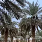 بيع وتوريد التمور بأنواعه