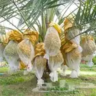 نخيل بجميع انواعه ومقاساته