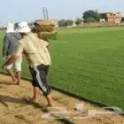 يوجد لدينا عمال مزارعين في جميع المزارع رواتب شهريه