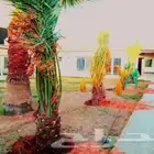 نخل للبيع نخيل مثمر فاخر خلاص صقعي شيشي سكري هلالي سلج برحي