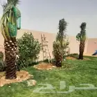 نخل للبيع نخيل مثمر نقايل جثايث خلاص سكري صقعي برحي شيشي سلج