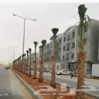 توريد واشنطني