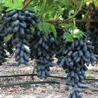 شتلات عنب الياقوت النادر
