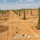 يوجد الدنيا جميع أنواع اتخيل وجمع المقست المختلفهه اتوصل جو