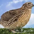 سمان(فري) لاهل الطيور