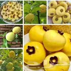 شتلات تفاح ذهبي gold  Apple