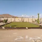 ضمد أحد المسارحه صامته الطوال بيش صبيا الداير الدرب