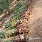 لبيع نخيل القصيم ارس