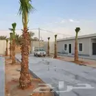 اجمع انواع النخيل المثمر والزينه جميع انواعهم مقاسات