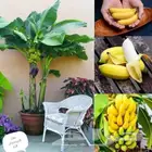 شتلات موز كاوينديش قزم وغيرها